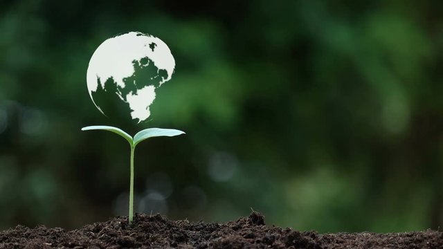 Planting a tree and the earth rotation hologram for save the earth and natural , clean ecology in natural.