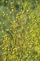 ripe flax on a field close up (linen plant)