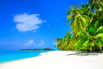 Dream beach with palm trees on white sand and turquoise ocean