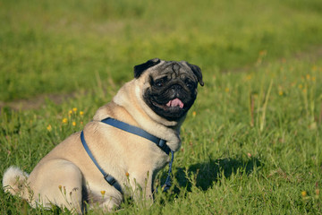 Sunstroke, health of pets in the summer.  Young pug-dog. Sun. Owner. Funny face. How to protect your dog from overheating. Training of dogs.  Young energetic dog on a walk. 