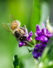 Abeille 