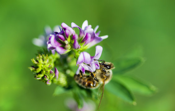 abeille sur fleur de luzerne