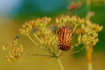 Fototapeta na wymiar Striped beetles on small flowers at sunset