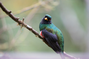 trogone maschio nella foresta montana ecuador