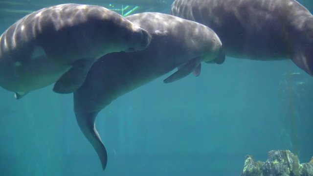 Manatees, sea cows swimming under blue water aquarium