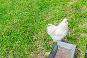 single white chicken in the grass