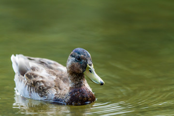 Duck swiming on a river alone in europe