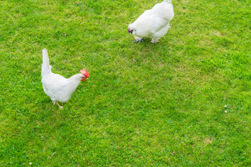 white chicken and hen in the grass