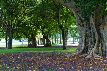 Tree Park Fall