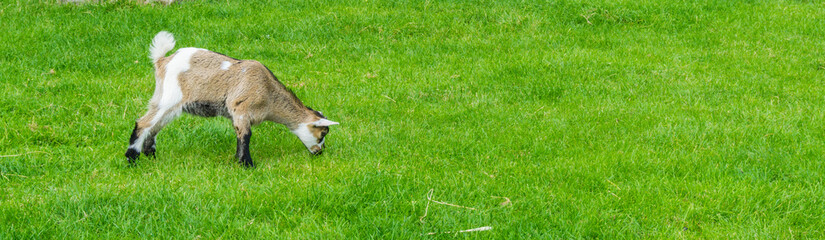 white brown goat grazing in pasture panorama