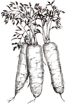 Carrot painting, harvest ink illustration in black white