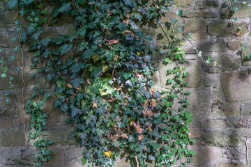 Plant and leaves on stone wall