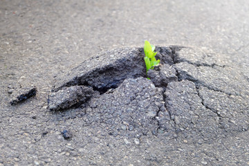 Small and green plant grows through urban asphalt ground. Green plant growing from crack in asphalt on road.  Space for text or design.