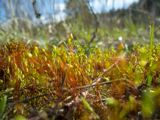 Micro world moss.