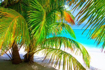 Obrazy na Szkle  Wymarzona plaża z palmami na białym piasku i turkusowym oceanie