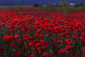 Fototapeta na wymiar Flowers Red poppies blossom on wild field. Beautiful field red poppies with selective focus. Red poppies in soft light. Opium poppy. Glade of red poppies. Toning. Creative processing in dark low key
