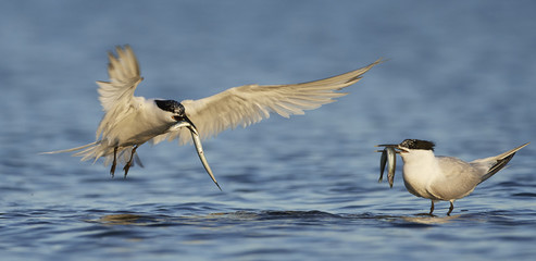 Sandwich tern (Thalasseus sandvicensis)