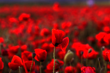 Flowers Red poppies blossom on wild field. Beautiful field red poppies with selective focus. Red poppies in soft light. Opium poppy. Glade of red poppies. Toning. Creative processing in dark low key