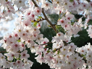 Cherry Blossomsーサクラ