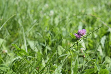 flower of the clover