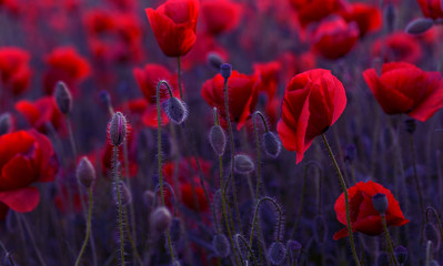 Obraz premium Flowers Red poppies blossom on wild field. Beautiful field red poppies with selective focus. Red poppies in soft light. Opium poppy. Glade of red poppies. Toning. Creative processing in dark low key