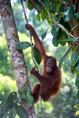 Orangutan cub hanging on the tree branch