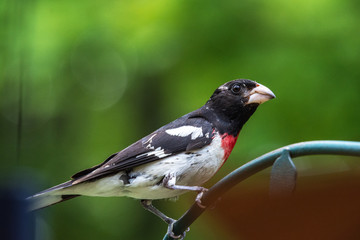 Rose-breasted Grosbeak in the Catskill Mountains