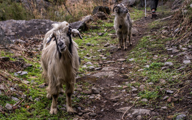 Goats on a Trail in a Steep Valley inside the Mountains on Annapurna Circuit