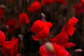 Flowers Red poppies blossom on wild field. Beautiful field red poppies with selective focus. Red poppies in soft light. Opium poppy. Glade of red poppies. Toning. Creative processing in dark low key