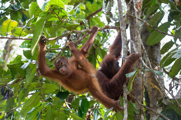 Orangutan cub playing on the tree branch