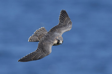 Peregrine falcon in its natural habitat in Denmark
