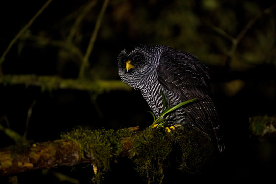 gufo notturno ecuador San Isidro