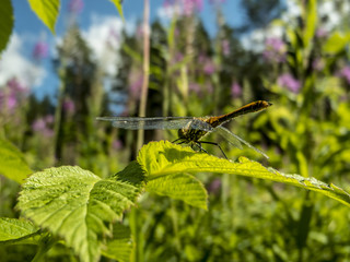 Dragonfly on leaf.