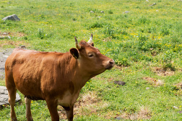 A well fed cow on a pasture in the mountains