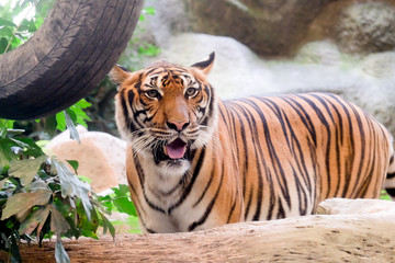 INDOCHINESE TIGER (Panthera tigris corbetti) in the zoo at Thailand