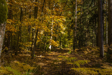 Obraz premium autumn trees - the autumn season begins