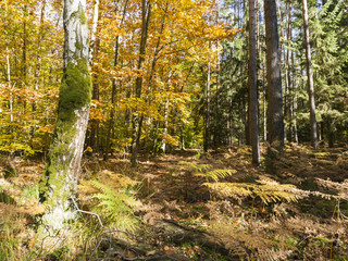 Fototapeta premium autumn trees - the autumn season begins