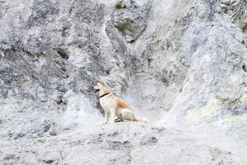 Beautiful faithful thoroughbred obedient Japanese Akita Inu dog sits on a profile on a limestone rock in the summer.