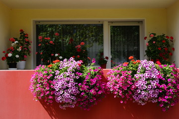 Fototapeta na wymiar Blütenpracht,Balkon,Sommerblumen