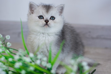 Scottish kitten posing Summer Photo