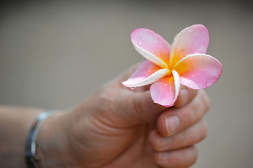 Wunderschöne Blume in Hand 2; Uganda