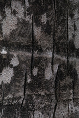 Close up abstract tree bark texture background