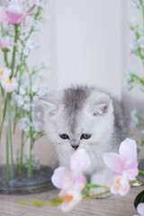 Scottish kitten posing Summer Photo