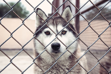 dog behind the fence. siberian husky portrait © Mariia S.