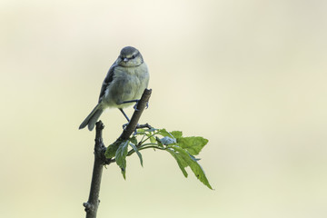 Blue Tit (Cyanistes caeruleus)