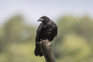 Juvenile Carrion Crow (Corvus corone)