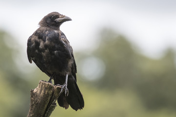 Juvenile Carrion Crow (Corvus corone)