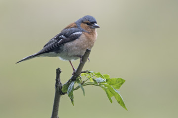 Chaffinch (Fringilla coelebs)