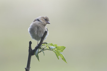 Chaffinch (Fringilla coelebs)