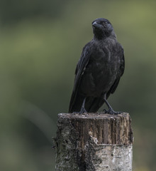 Jackdaw (Corvus monedula) perched on tree stump